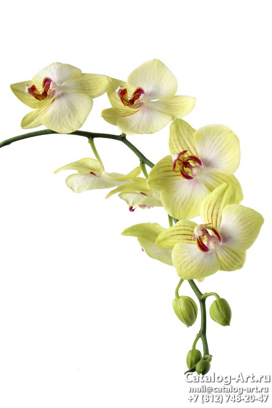 картинки для фотопечати на потолках, идеи, фото, образцы - Потолки с фотопечатью - Желтые и бежевые орхидеи 12